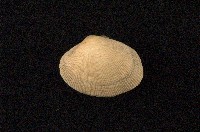 藏品(小眼花簾蛤)的圖片